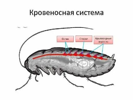 Животные круглые черви кровеносная система