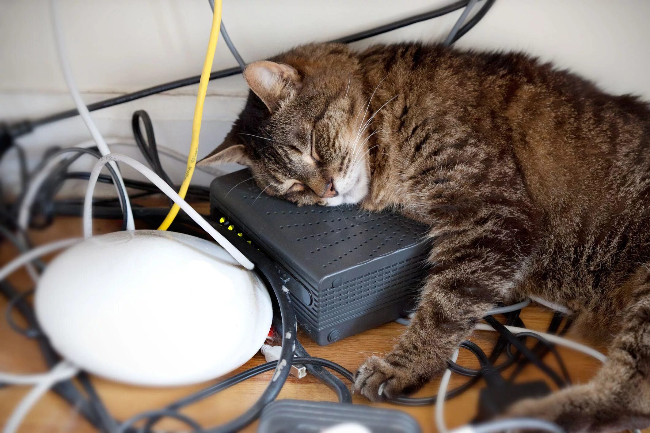 Животные и электричество. Кошка электричество. Котик с проводами. Кот и электричество.