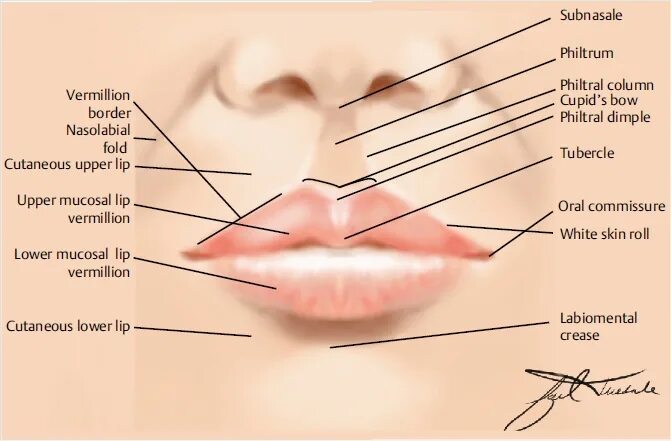 Разные формы губ. Lip position in phonetics. Keep a stiff upper lip. His lips перевод. His lips перевод.