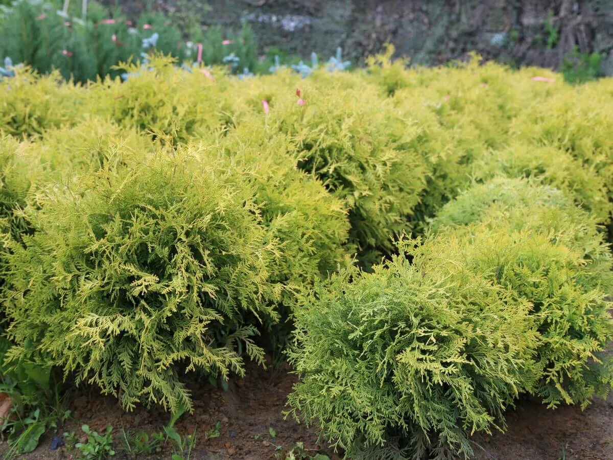 Туя Западная Голден Глоб. Туя Западная Thuja occidentalis “Golden Globe”. Туя шаровидная золотистая Голден Глоб. Туя Западная "золотой Глобус".