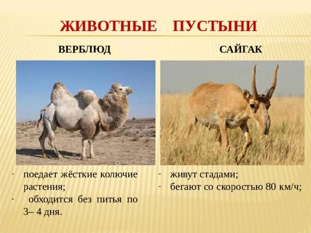 Зоны пустыни 4 класс. Зона пустынь и полупустынь 4 класс окружающий мир. животные пустыни презентация. растения и животные в пустынях.