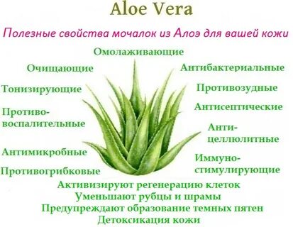 Полезные свойства алоэ