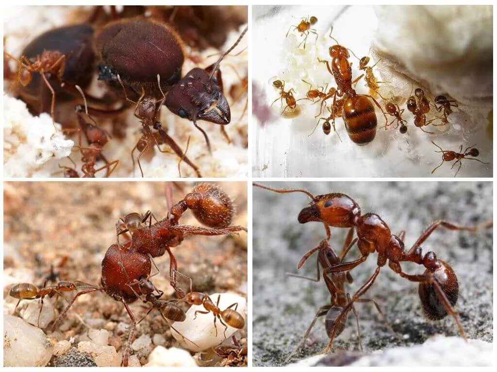 Какое развитие у муравья. Гнездо фараоновых муравьев. Рыжий Лесной муравей личинка. Formica Rufa муравьи гнезда. Формика муравьиные яйца.