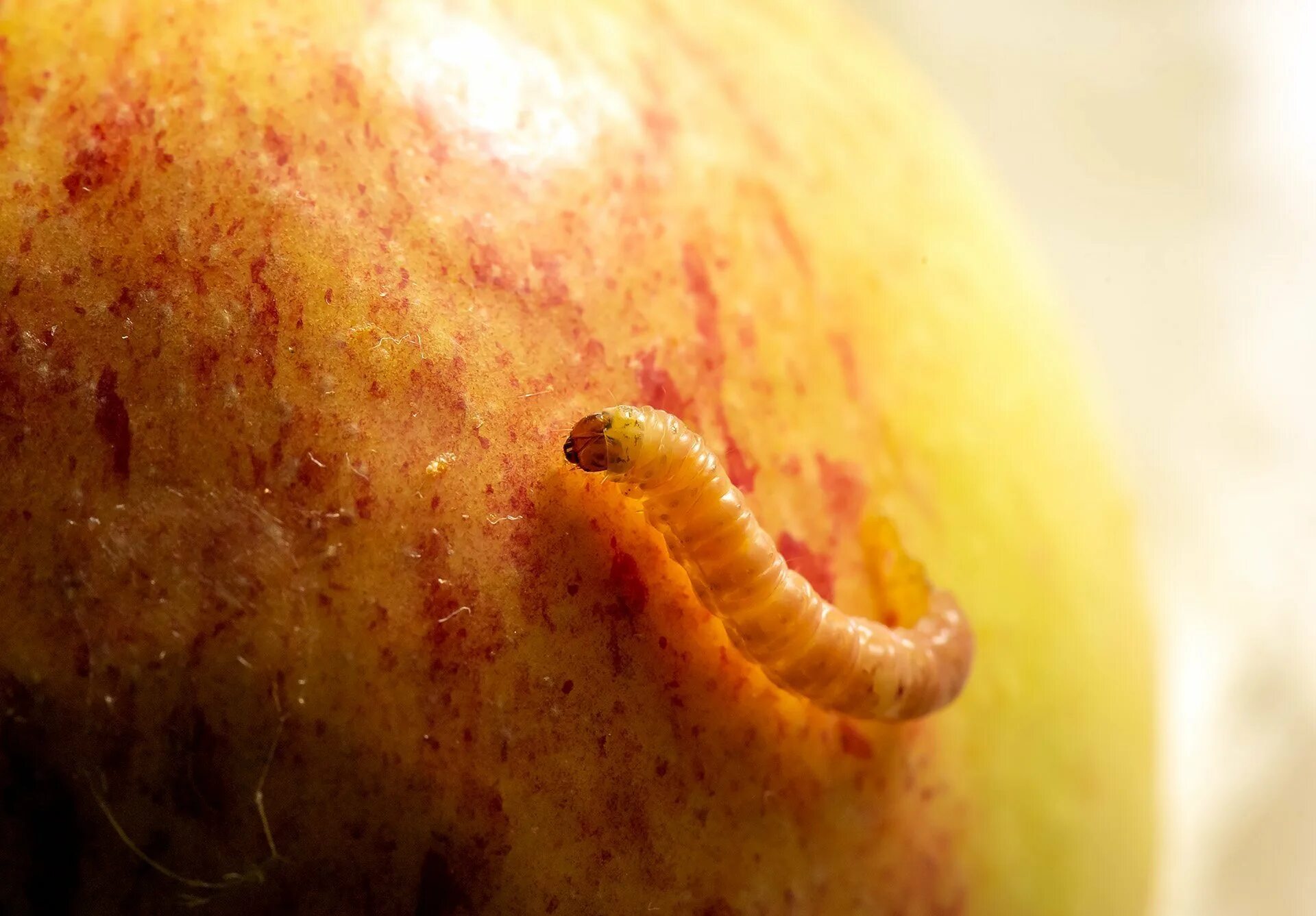 Игра вытащи червяка из фрукта. Аскарит в кишечник человека. Игра вытащи червяка из фрукта. Дирофиляриоз сердечные глисты. Игра доставать червячков из фруктов.