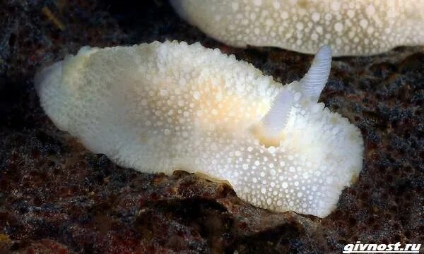 Морской лимон моллюск. Лимонный морской слизень. Морской лимон моллюск. Лимонов морские. Морской лимон.