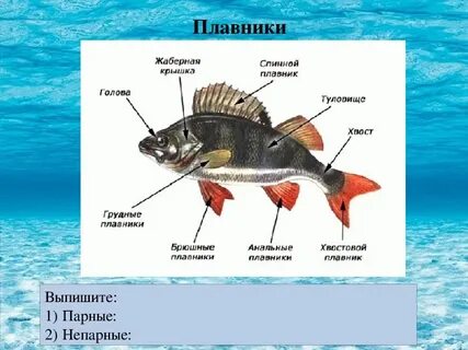 Парные и непарные плавники