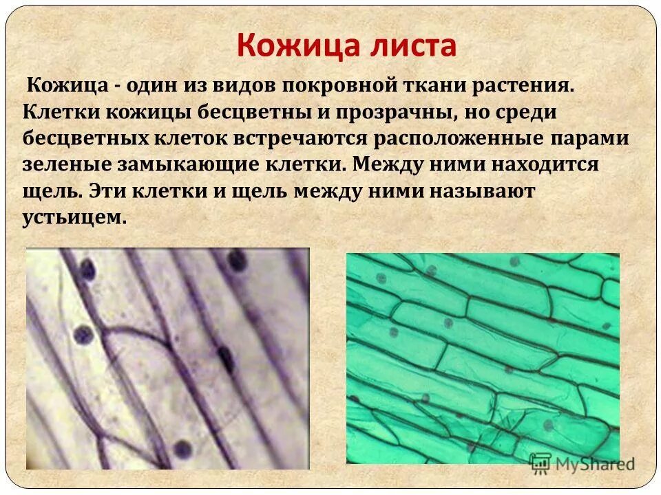Наружный слой эпидермиса. Эпидермис ткань функции. Роговой слой эпидермиса кожи образован. Эпидермис ткань функции. Функции эпидермы растений.
