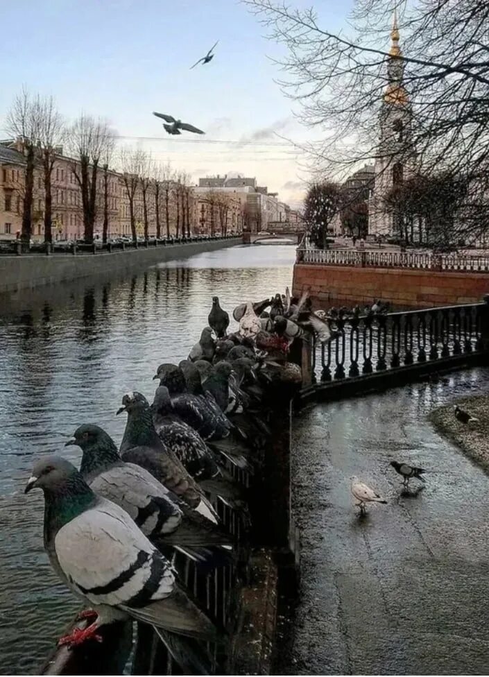 Утро в петербурге сегодня. Питер васильевский остров осень утро. Обводный канал санкт-петербург. Раннее утро питер васильевский остров. Утро в петербурге сегодня.