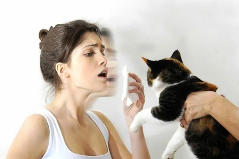 Аллергия на кошек. Аллергия на шерсть животных.