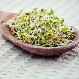 Микрозелень из гречки