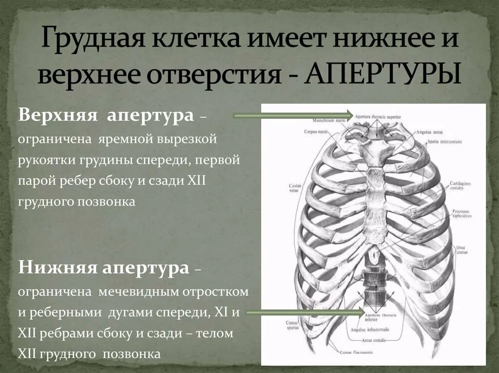 Верхняя и нижняя Апертура грудной клетки. Апертуры грудной клетки анатомия. Верхняя Апертура грудной клетки ограничена. Границы верхней апертуры грудной клетки. Грудное отверстие