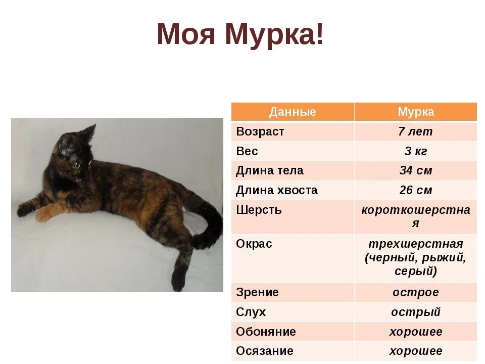 Средний размер кошки. Длина кошачьего хвоста. Размер кошки. Длина конечностей кошки. Размер кошки домашней.