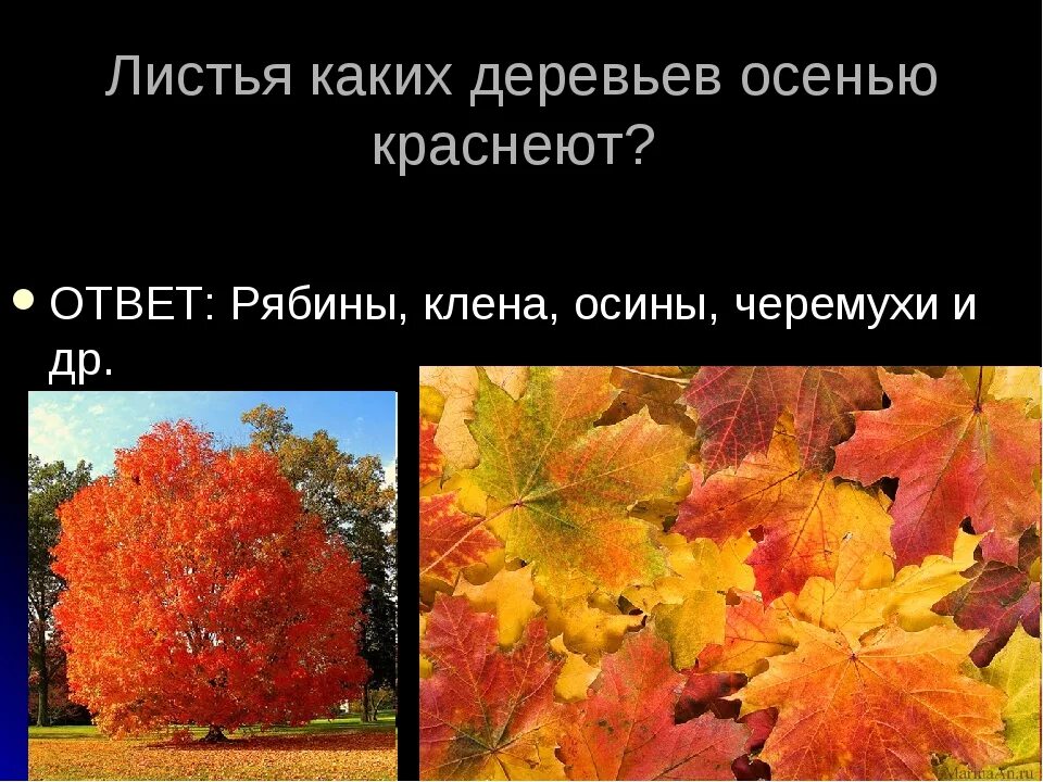 Листья меняют цвет. Изменение окраски листьев. Изменение окраски листьев осенью. Какие деревья меняют окраску листьев осенью.