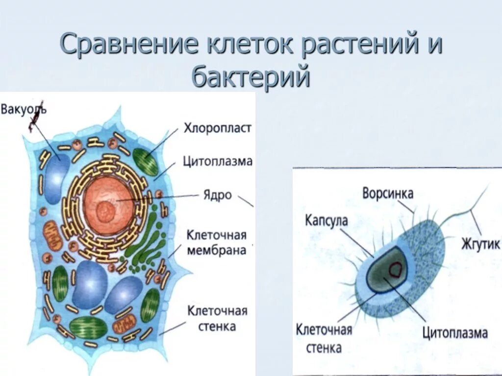 Растительные клетки 5 класс биология. Строение растительной клетки 5 класс биология. Структура клетки растения 5 класс биология. Растительная клетка 5 класс биология. Биология 5 кл строение растительной клетки.