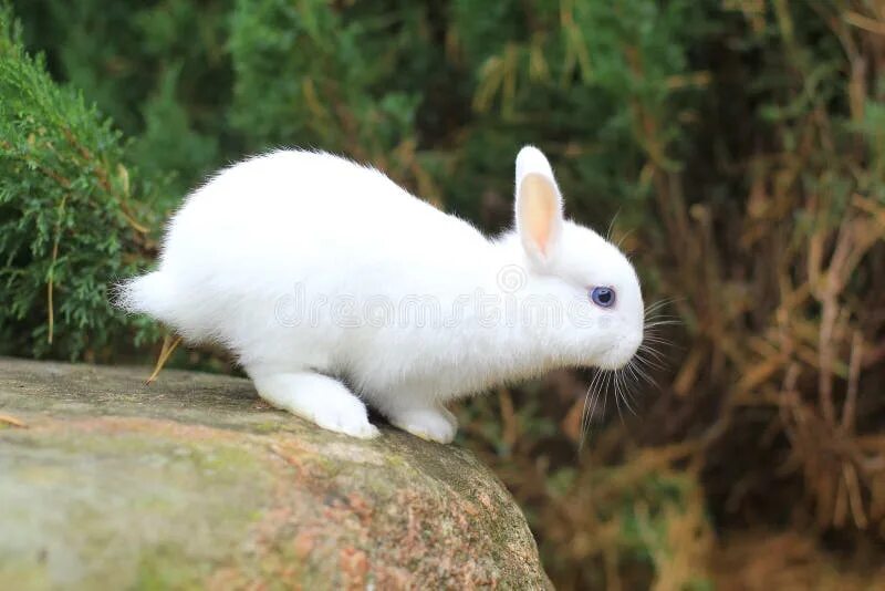 A rabbit can t