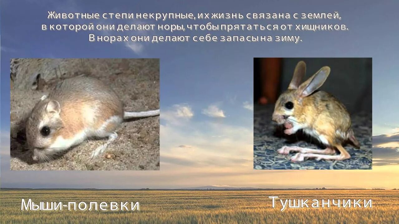 Степные животные сообщение 4 класс. Животные степи 4 класс. животные степи 4 класс окружающий мир. животные степи доклад 4 класс. интересные факты о животных степи 4 класс окружающий мир.