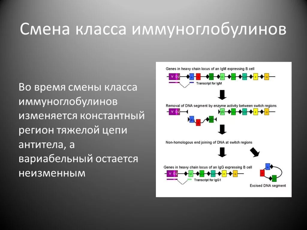 Гены иммуноглобулинов. Переключение классов иммуноглобулинов. Переключение синтеза иммуноглобулинов. Классы иммуноглобулинов Синтез. Механизмы переключения синтеза антител с одного класса на другой..