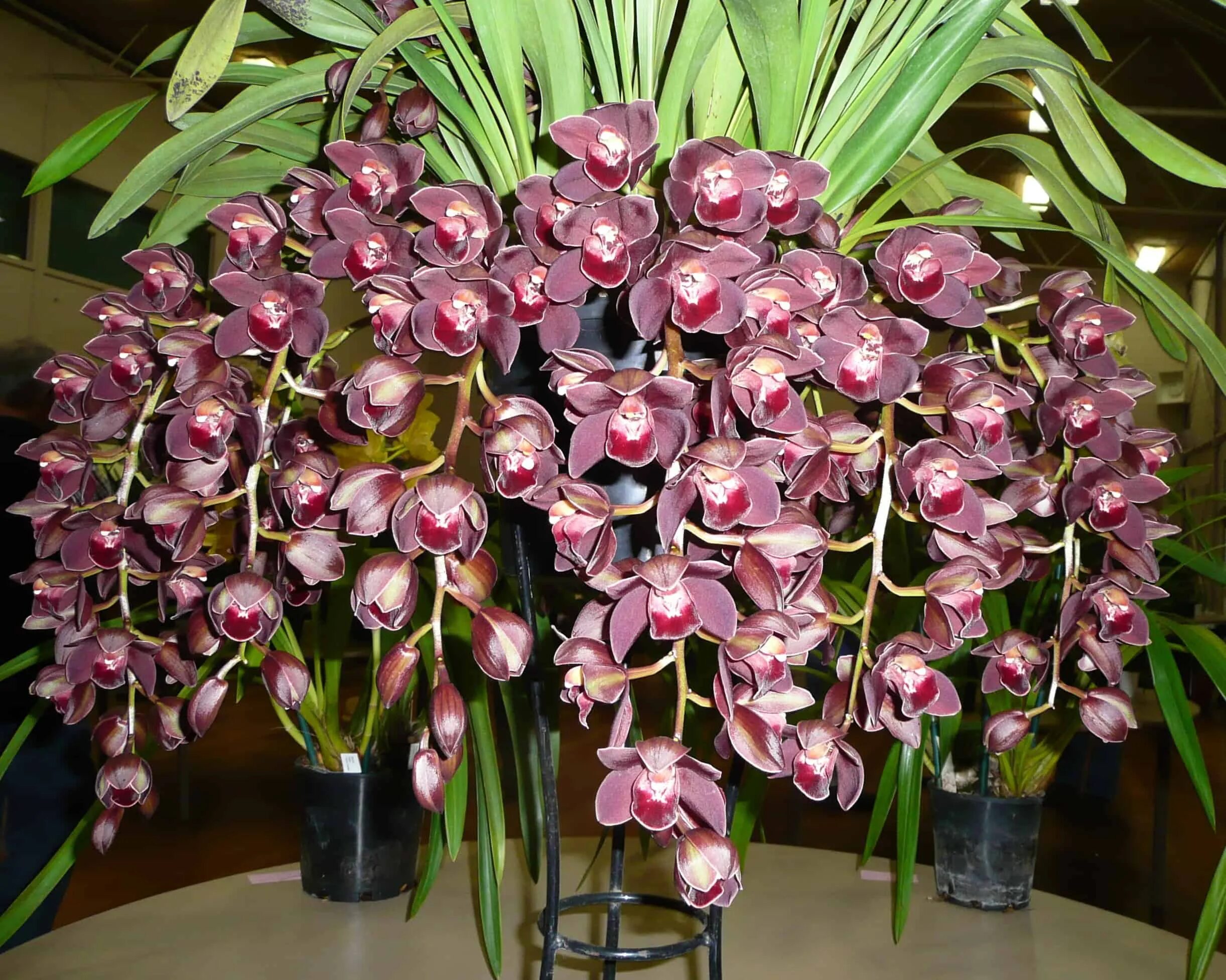 Какие сорта орхидеи. Цимбидиум. Орхидея Cymbidium. Цветок Цимбидиум. Цимбидиум растение.