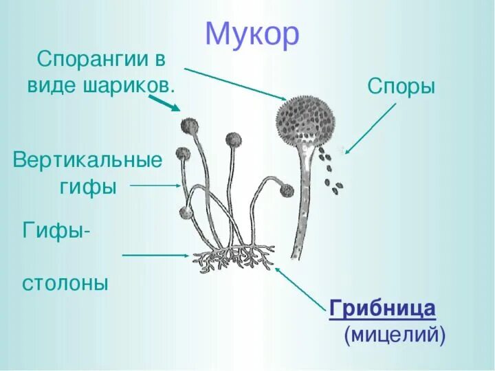 Мукор тело. Строение гриба мицелий споры. Спорангии у гриба пеницилла. Строение спорангия гриба. Строение гриба мукора 5 класс биология.