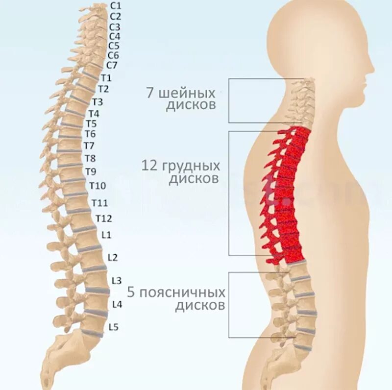 4 5 6 отдел позвонка. Th7 позвонок отдел позвоночника. грудной отдел позвоночника th4-th5. остеохондроз th5-th8. позвонок т12 грудного отдела позвоночника.