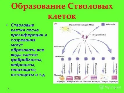 Роль стволовых клеток