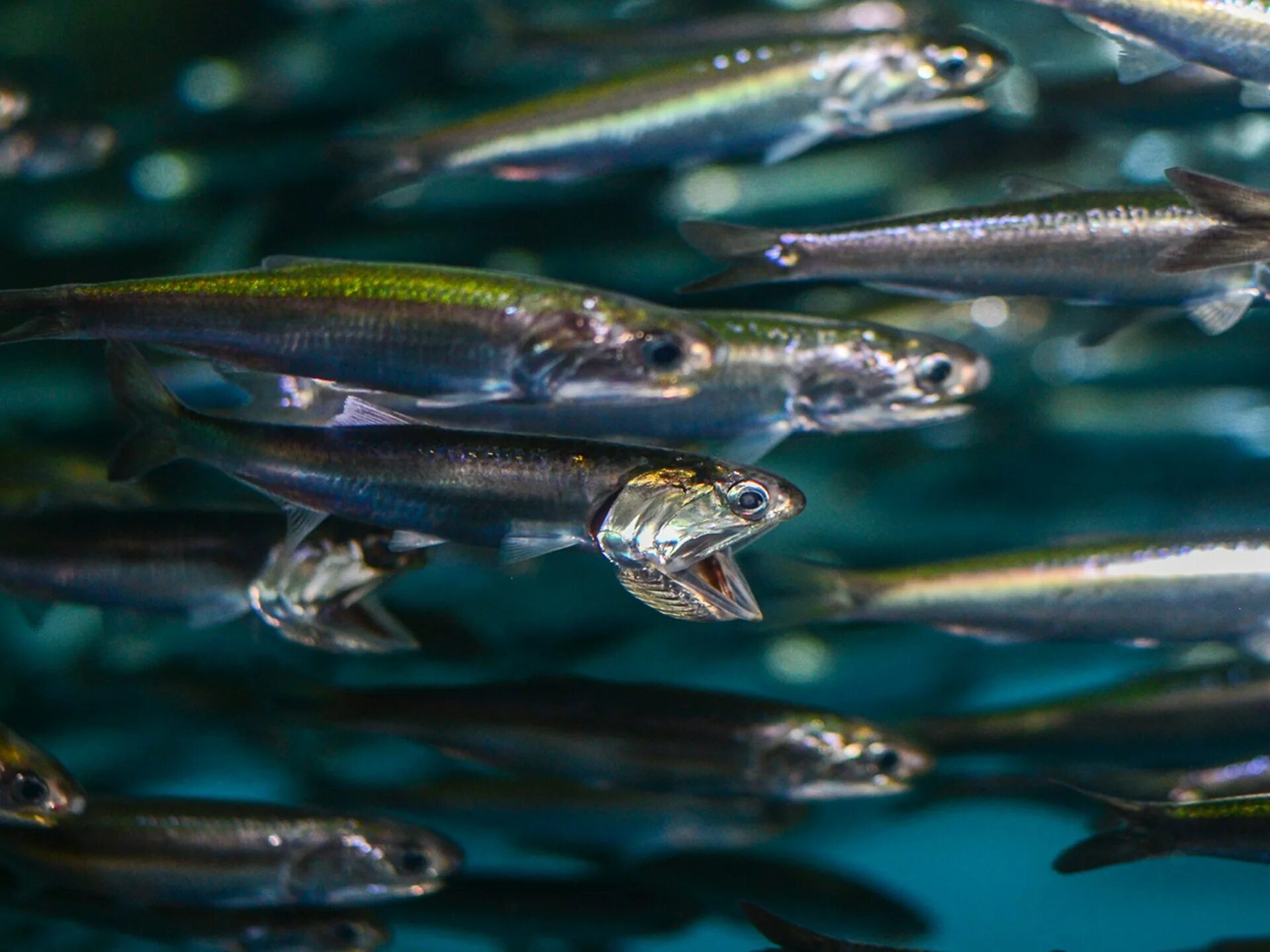 Японская медака. Мальки данио рерио. Расбора бригитта. Малек ряпушки. Сельдеобразные анчоус.