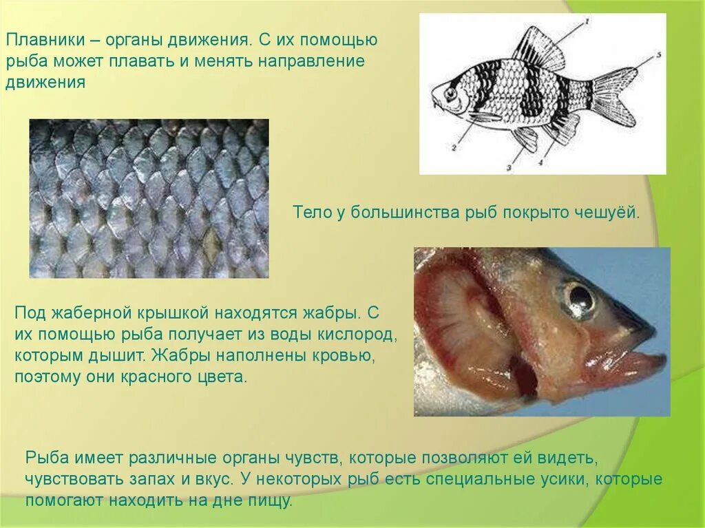 Класс рыбы плавники. Плавники являются органом чувств. Плавники органы чувств у рыб. Плавники являются органом чувств у рыб. Являются ли плавники органом чувств у рыбы.