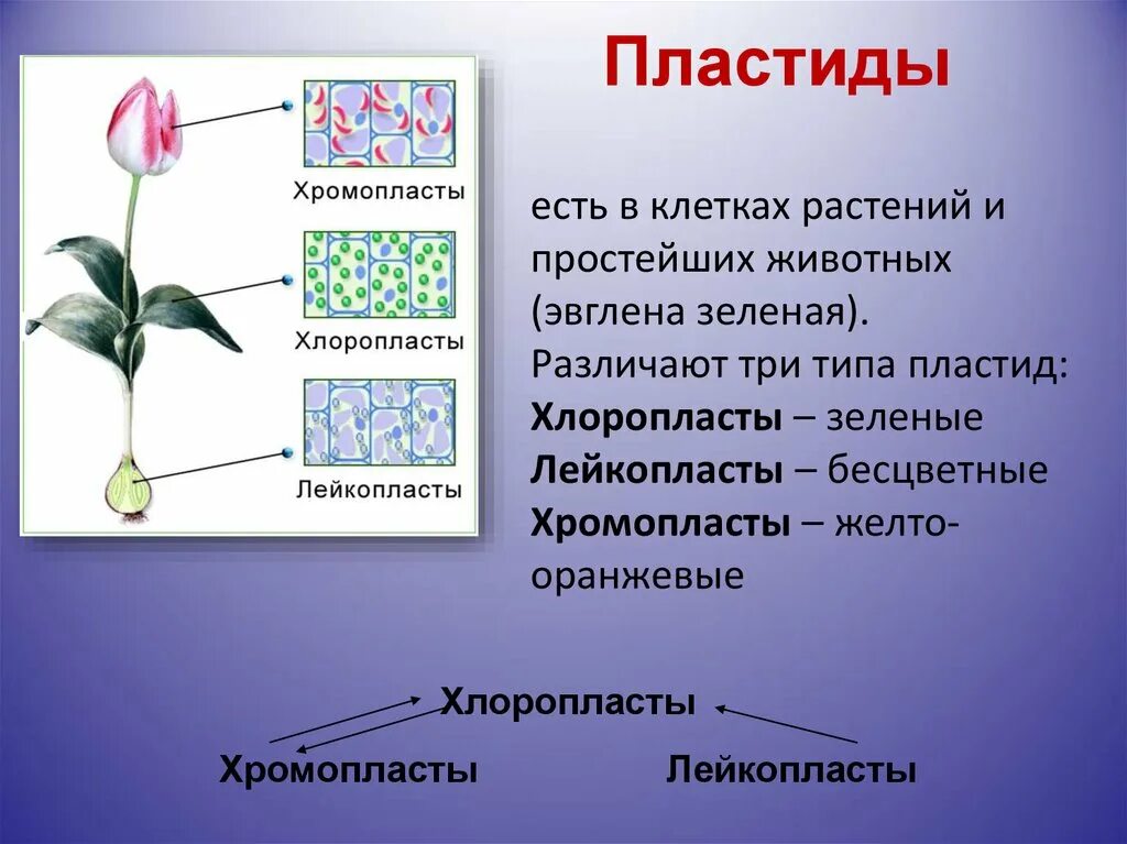 Наличие в клетках хлоропластов. Пластиды в клетках растений. Пластиды растений строение. Пластиды строение. Типы пластид.