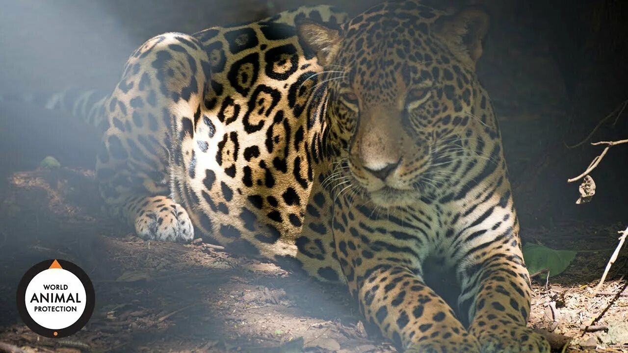 Ягуар зверь. Клипы ягуара. Дикая кошка ягуар. Клипы ягуара. Ягуар panthera onca.