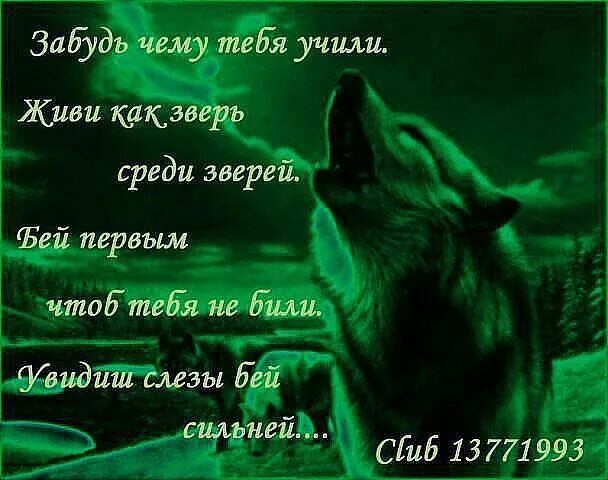 Среди зверей живи. Забудь чему тебя учили среди зверей живи как. Среди зверей я зверь.