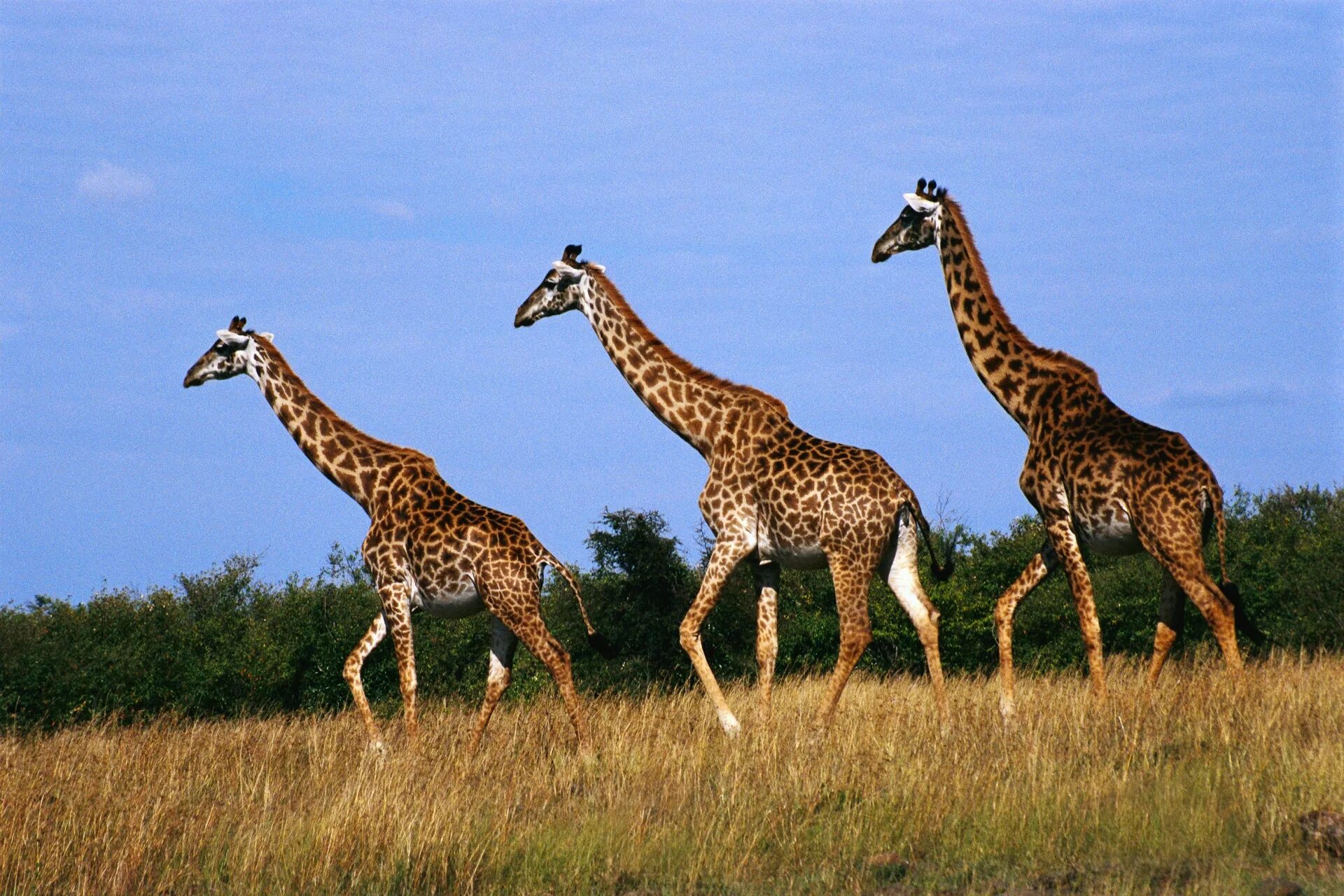 Кто живет в африке животные. Giraffa Giraffa животные. Жирафы в Африке. Мир животных. Животные Африки Жираф.