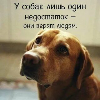 Цитаты про животных со смыслом