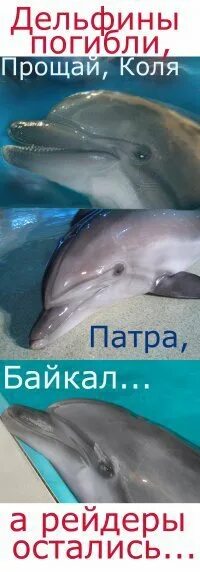 Песню умирающий дельфин. Байкальский Дельфин. Байкальские дельфины. Рейдеры дельфины. Афиша дельфины.