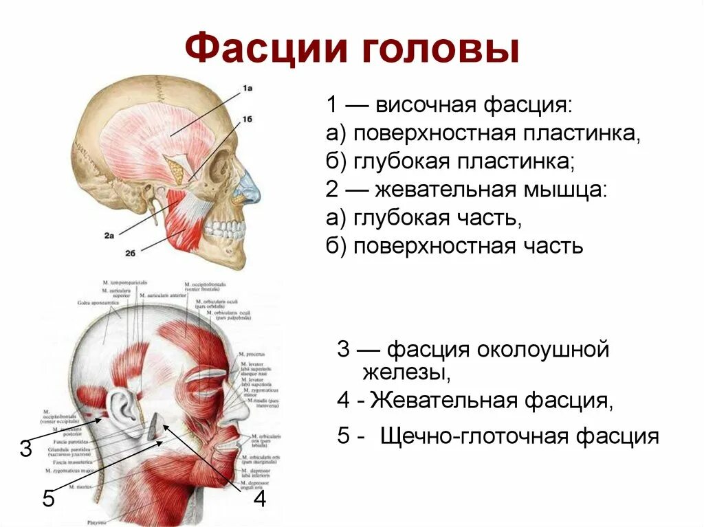 Затылок описание