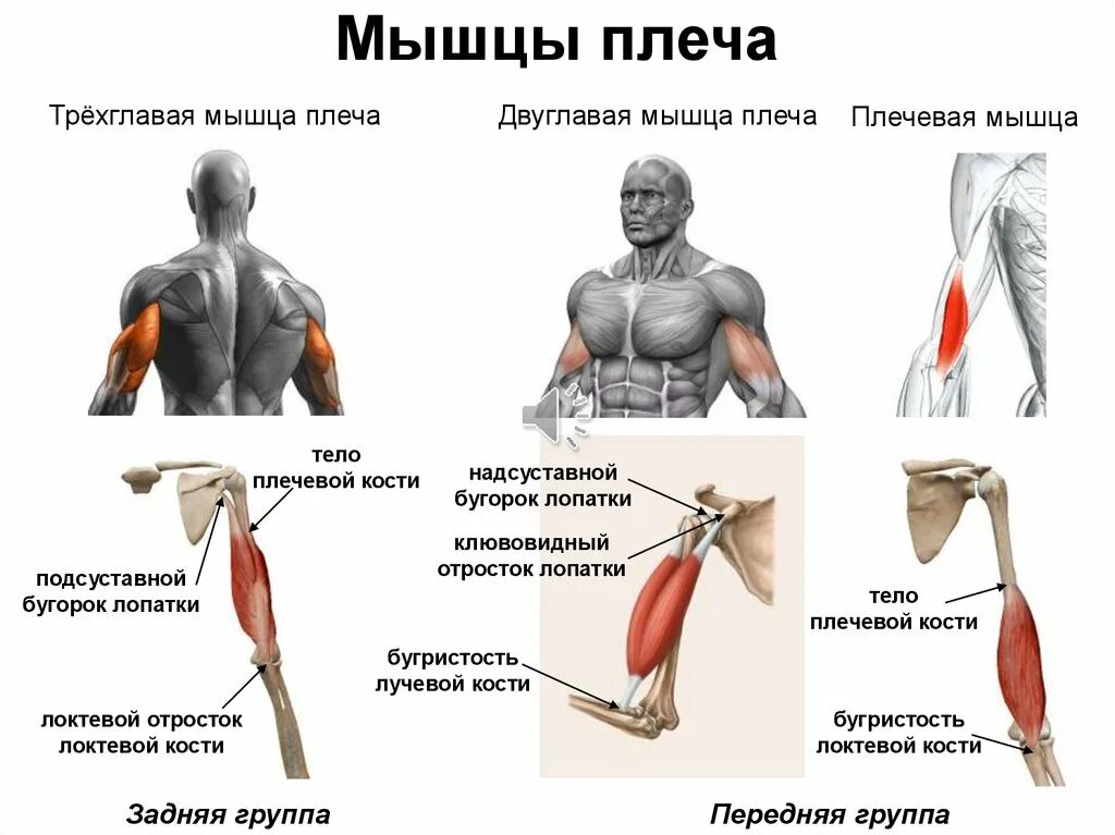 Почему дергается плечо. Мышцы плеча передняя группа анатомия. Упражнения на мышечные зоны: плечо спереди. Трёхглавая мышца плеча и бицепса. Плечелучевая мышца.