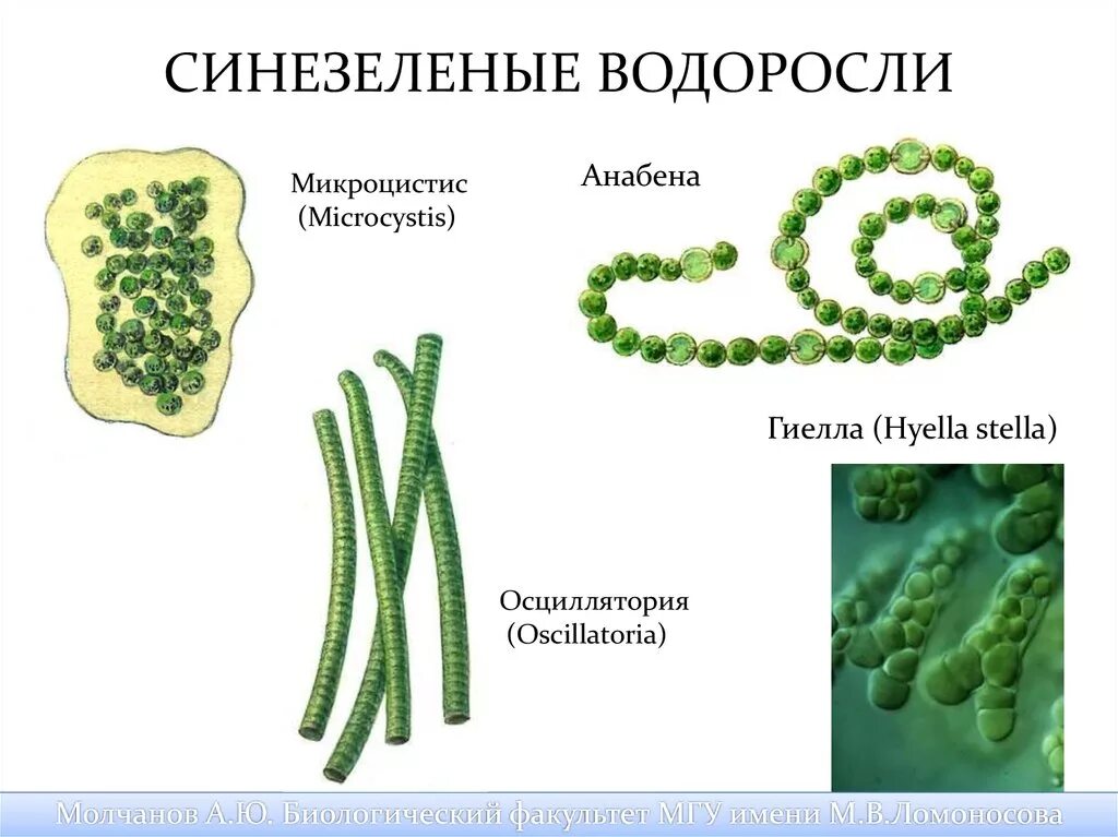 Цианобактерии относят к водорослям. Синезелёные водоросли представители. Синезеленые цианобактерии. Синезелёные водоросли цианобактерии. Сине-зеленые водоросли носток.