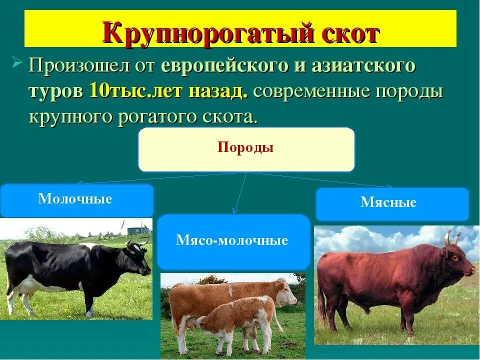 Крс для презентации. Породы скотоводства. Коровы герефорд казахская белоголовая. Сообщение о крупном рогатом скоте. Селекция крупного рогатого скота.
