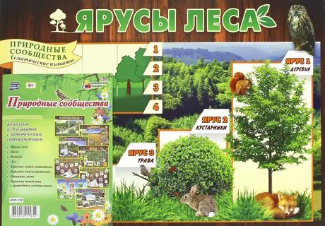 Природные сообщества лес старшая группа