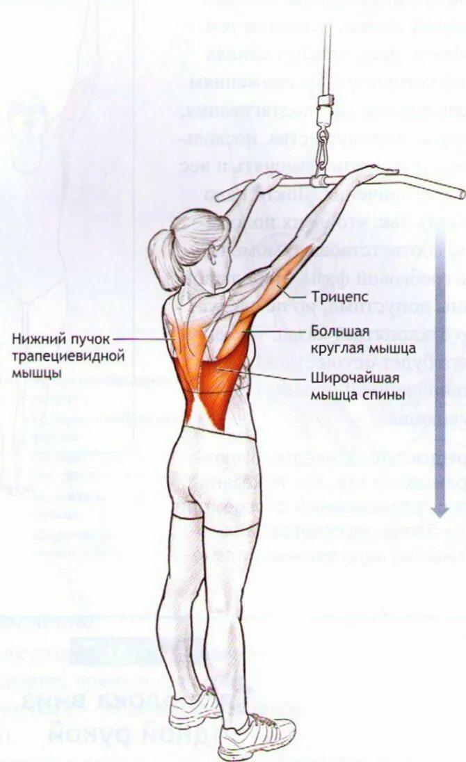 Ромбовидная мышца спины упражнения. Тяга вертикального блока широким прямым хватом. Тяга верхнего блока прямыми руками мышцы. Комплекс силовых упражнений для пловцов на суше. Тяга в кроссовере с верхних блоков мышцы.