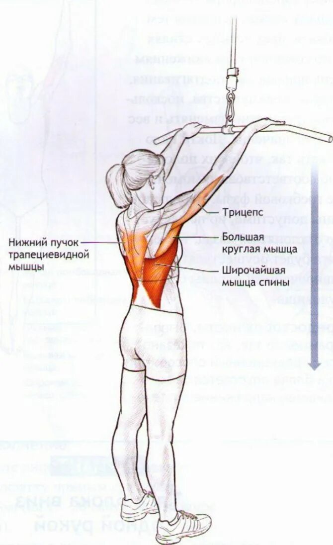 Тяга вертикального блока широким прямым хватом. Тяга верхнего блока прямыми руками мышцы. Комплекс силовых упражнений для пловцов на суше. Тяга в кроссовере с верхних блоков мышцы.