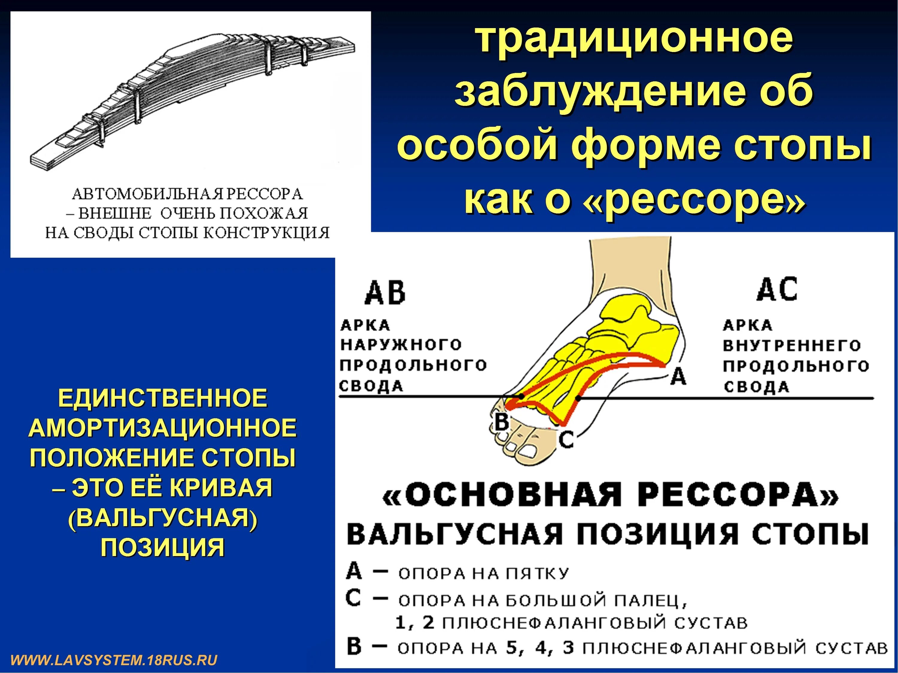 Продольный и поперечный свод стопы функции. Поперечный свод стопы функция. Плоскостопие поперечного свода стопы. Функции сводов стопы человека. Поддержка свода