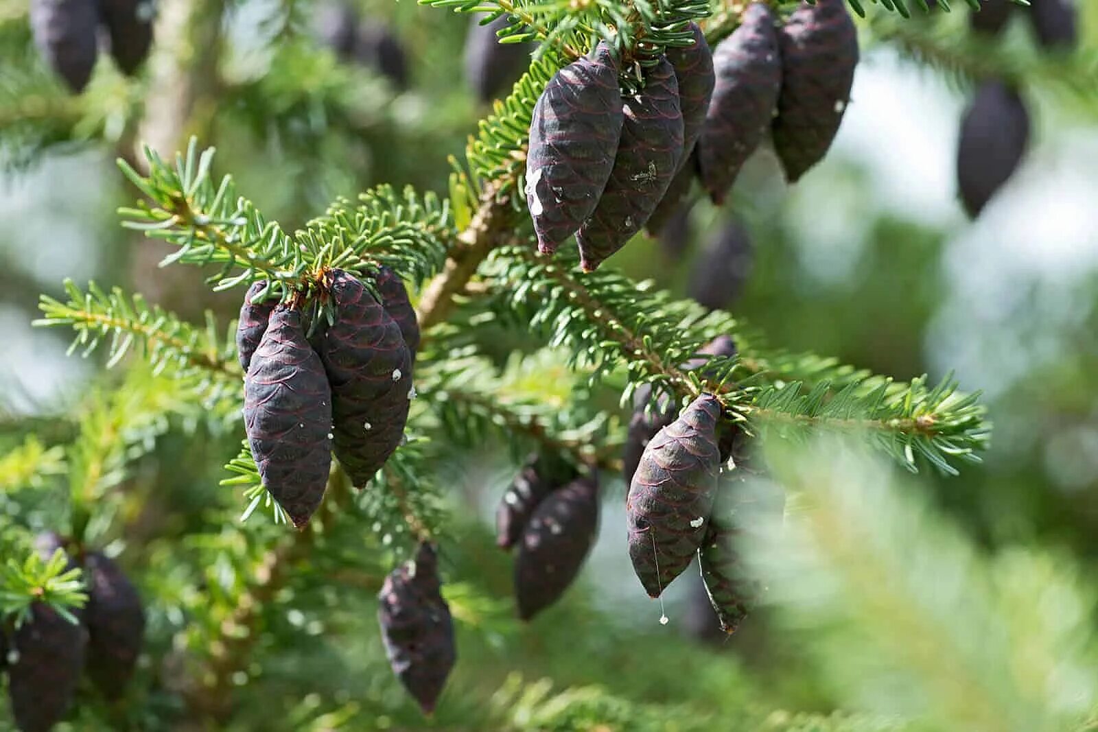 Ель черная Picea Mariana. Ель черная (Picea Mariana) Nana. Черная ель Black Spruce. Черная ель Байснери (Picea Mariana Beissneri).