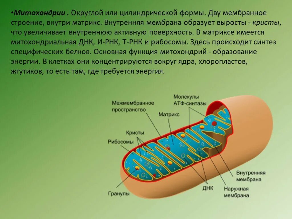 Что такое митохондрии простыми словами у человека. Матрикс митохондрий это мембрана. Внутренняя мембрана митохондрий это Матрикс. Строение Крист митохондрий. Строение матрикса митохондрий.