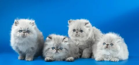 Котята персидской кошки