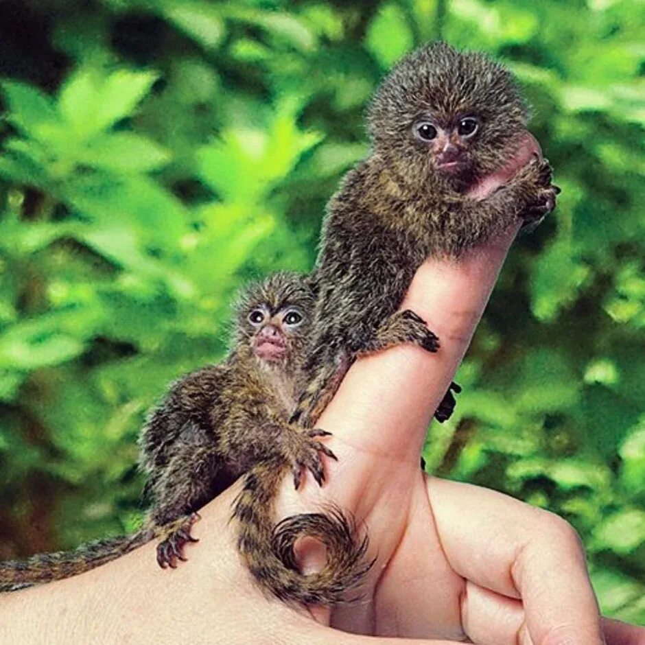 Не растут маленькие