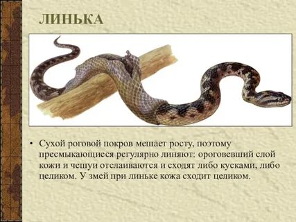 Для змей характерно
