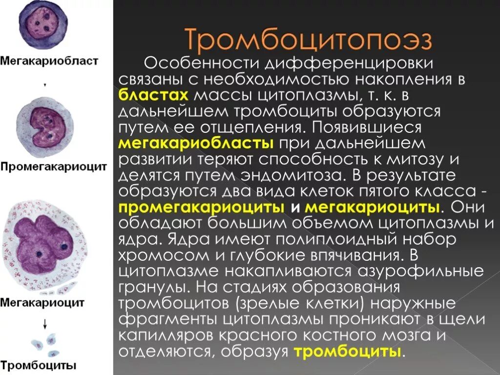 Стадии развития крови. Гемоцитопоэз гистология. Мегакариоцитопоэз Тромбоцитопоэз. Тромбоцитопоэз физиология. Стадии образования тромбоцитов.