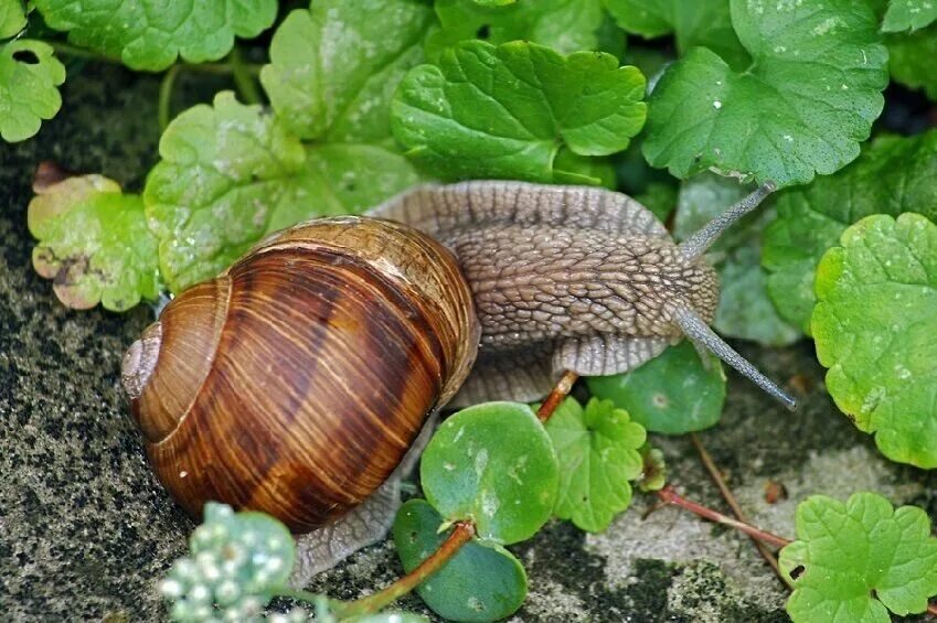 Сколько живут виноградные улитки. Моллюски Виноградная улитка. Улитка Helix pomatia. Виноградная улитка альбинос. Виноградная улитка съедобная.