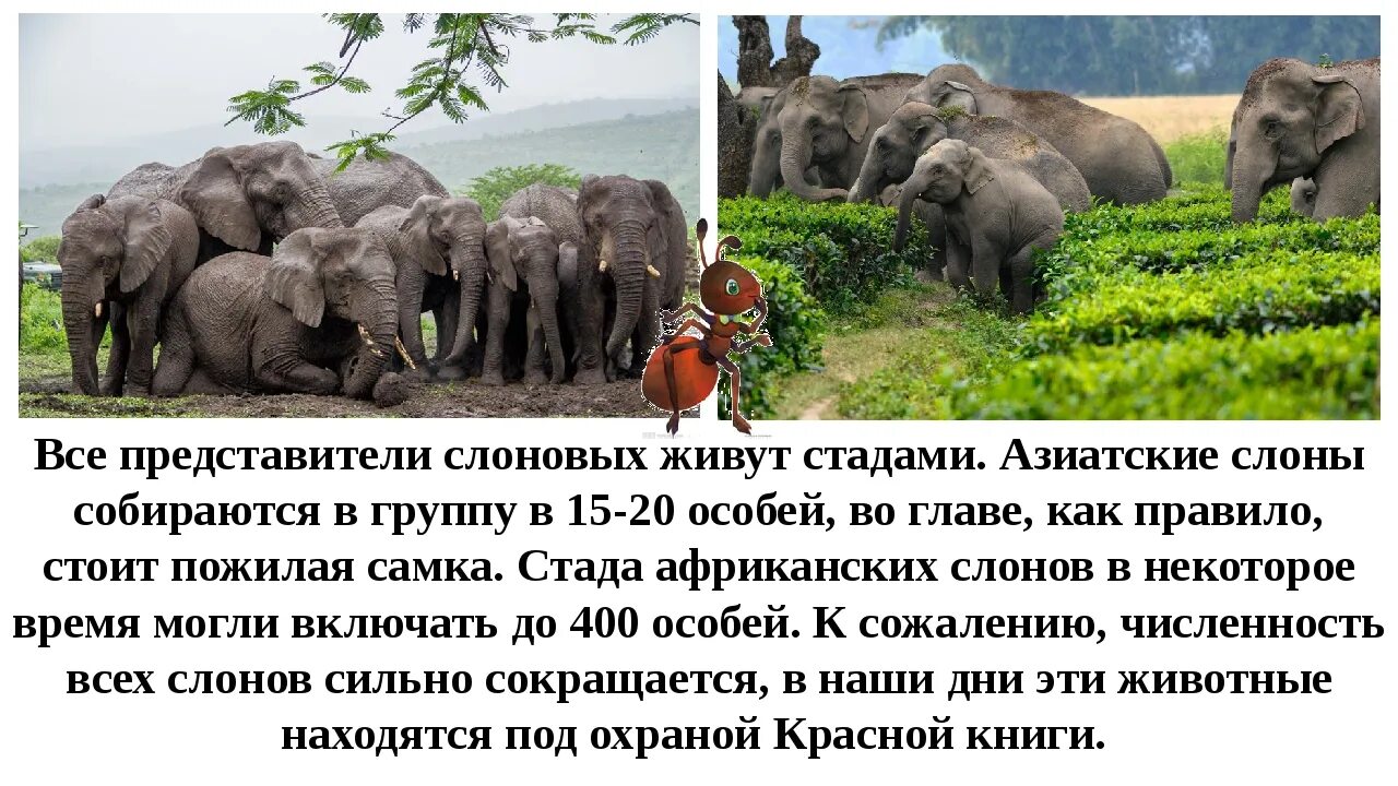 Где стоит слон. Строение слона. Где живут слоны. Животные саванны и тропического леса. Сообщение о слоне.