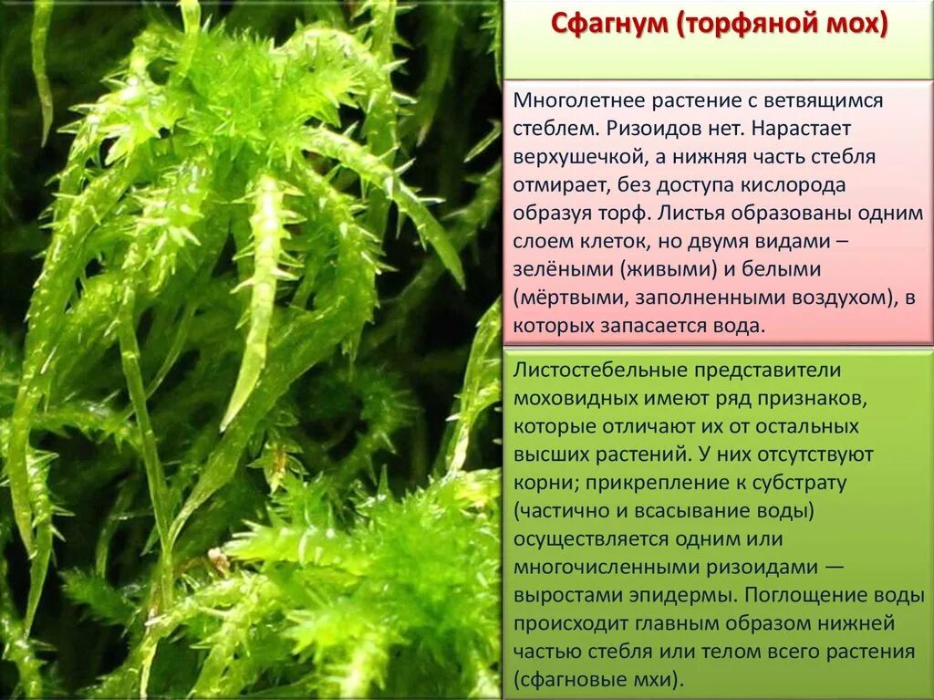 Ризоиды у водорослей 5 класс биология. Представители сфагнума. Ризоиды кукушкин мох. Таллом ламинарии. Мохообразные прикрепляются к субстрату.